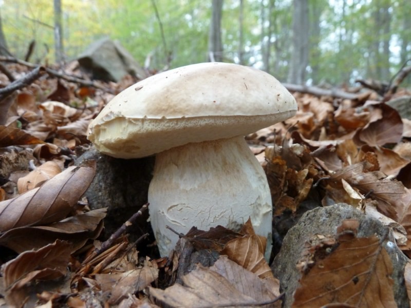 Cep Edulis 1o
